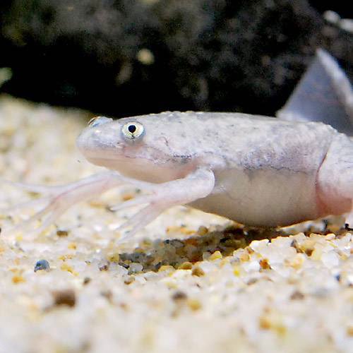 (両生類)死着保証あり アフリカツメガエル CB個体(30匹) 活餌|charm 3980 店