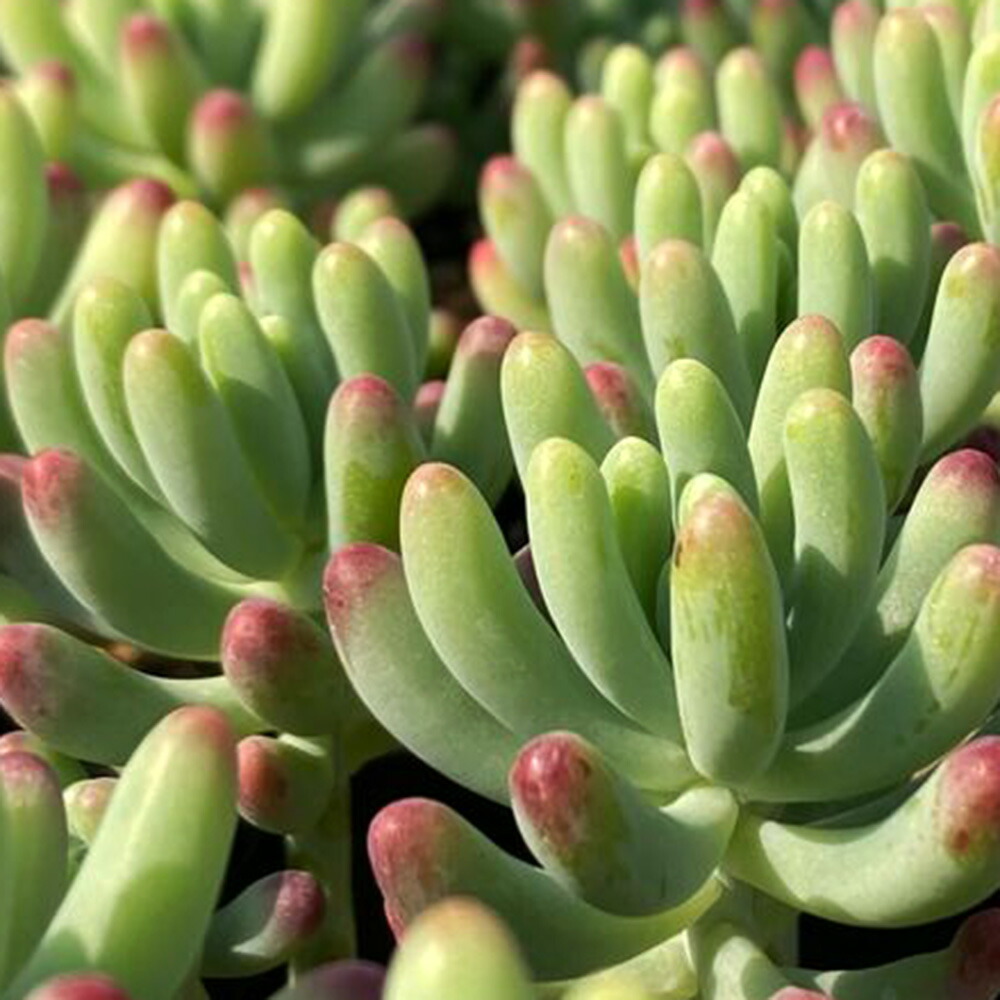 楽天市場】多肉植物 セダム オーロラ 3号サイズ 苗 タニクショクブツ