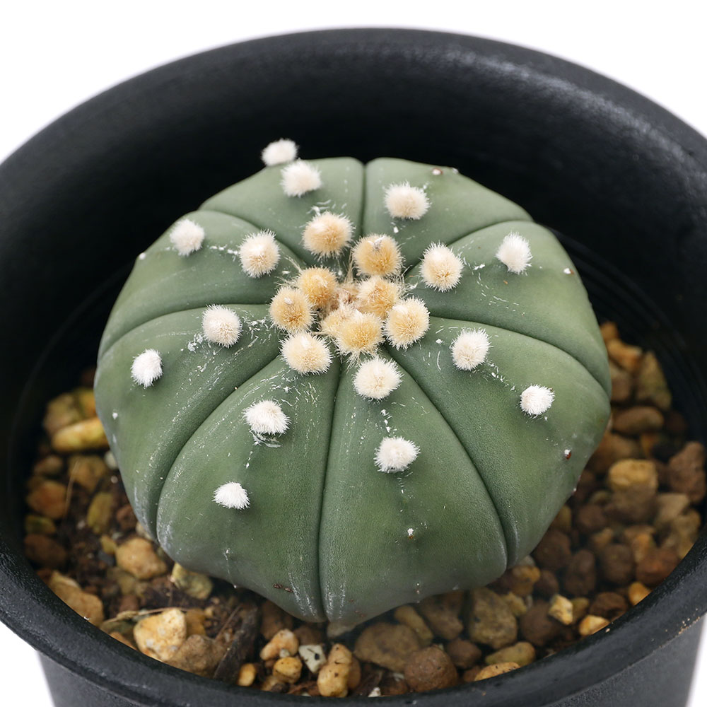 楽天市場】caツルビニカルプス 昇竜丸 0918-10 2.5号鉢 サボテン 現品