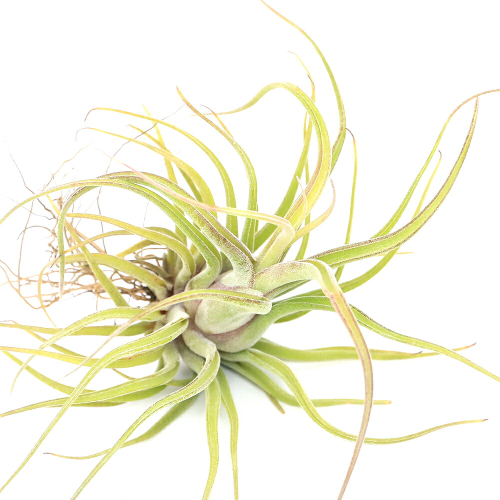 楽天市場】(現品) チランジア カプトメデューサ 'ジャイアント