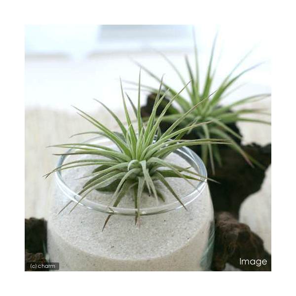 楽天市場】（超希少）エアープランツ チランジア イオナンタ アルボ