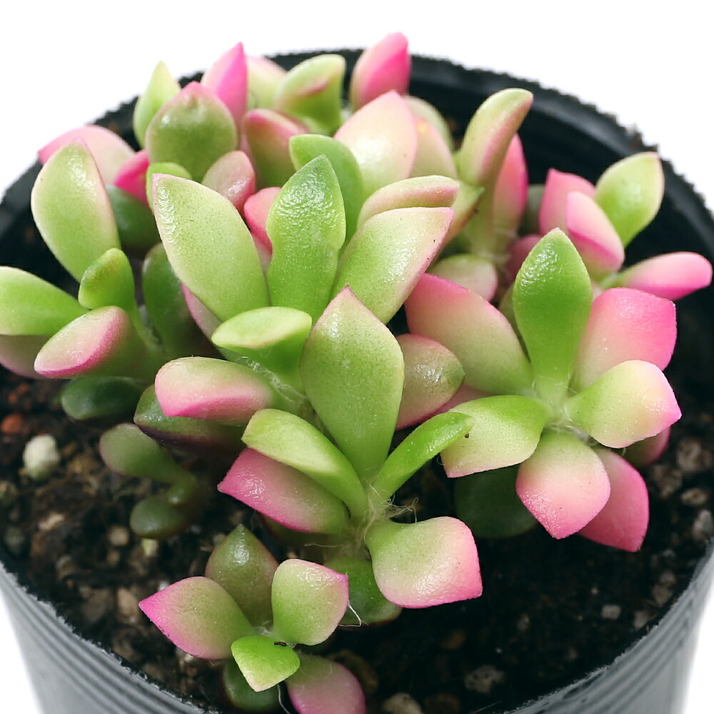 桜吹雪(^^)多肉植物　正規品♡桜吹雪入荷しました！！ 多肉植物 桜吹雪【多肉植物 2.5号】｜ 【植物のITANSE