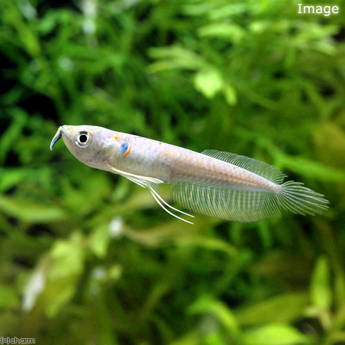 楽天市場】シルバーアロワナ (11cm±) (1匹) 不二熱帯魚 熱帯魚 淡水魚 