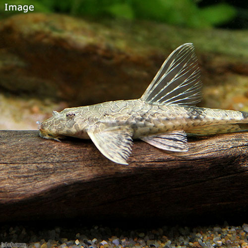 （熱帯魚）ヘミロリカリア・テフェアナ（１匹）　北海道・九州航空便要保温