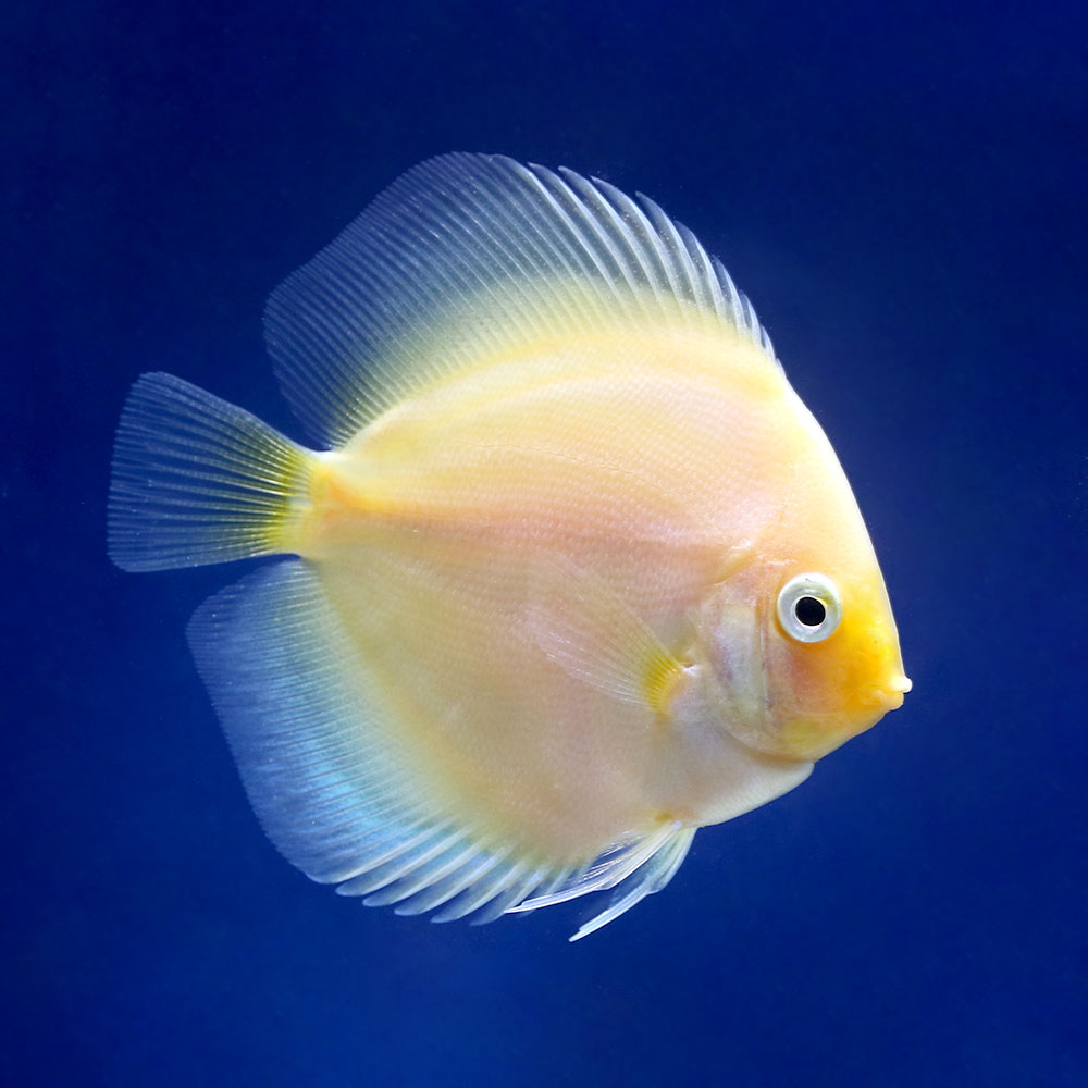 （熱帯魚）ホワイトダイヤモンド・ディスカス（Ｓサイズ）（３匹）　沖縄別途送料　北海道航空便要保温｜charm 3980 店