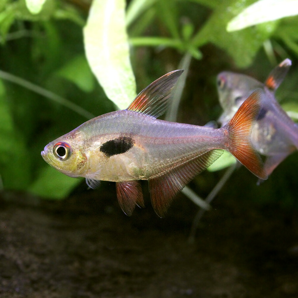 （熱帯魚）ハイフェソブリコン・エピカリス（ワイルド）（３匹）　北海道・九州航空便要保温
