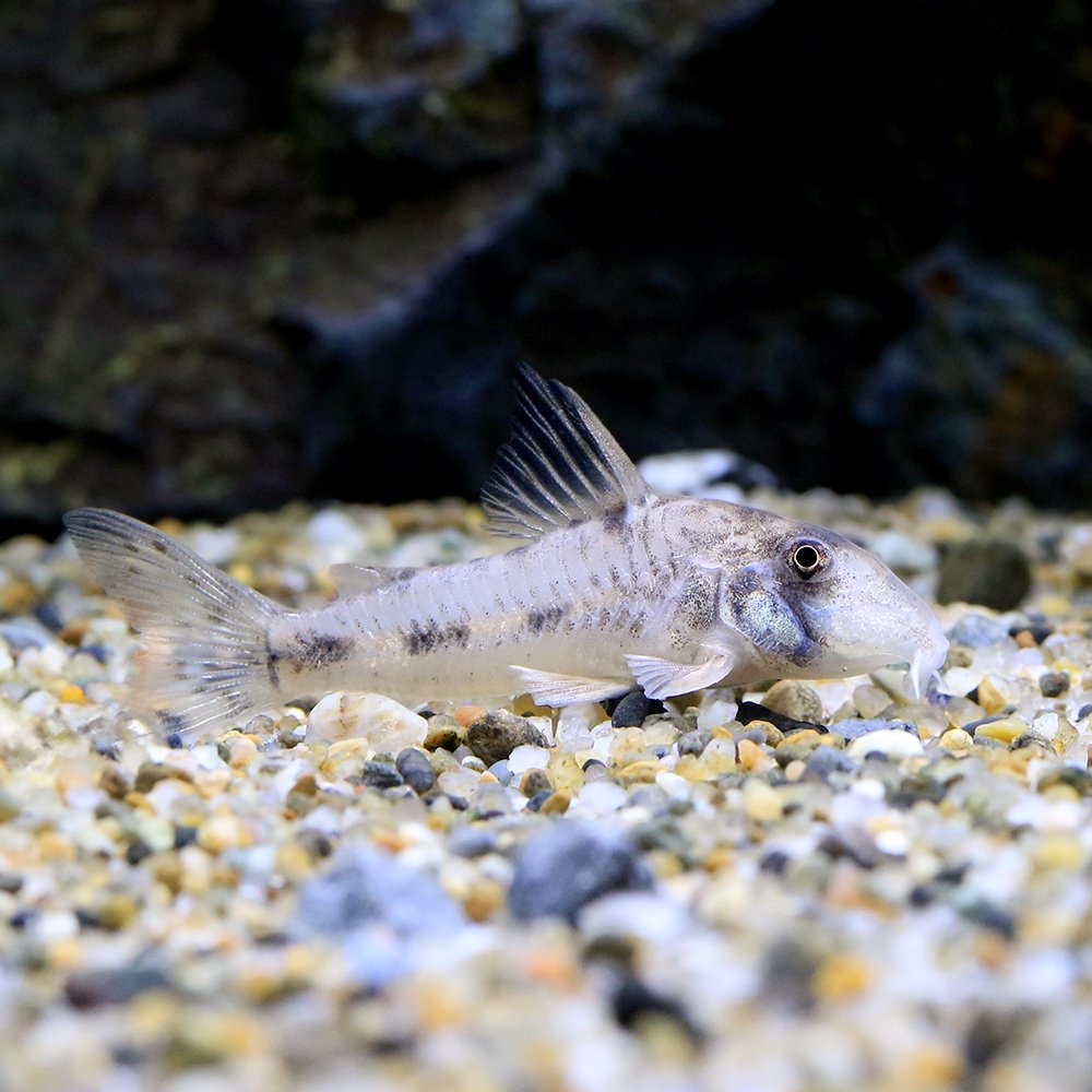 （熱帯魚）コリドラス・リクバクツァ（ワイルド）（１匹）　北海道航空便要保温｜charm 3980 店 26,460円