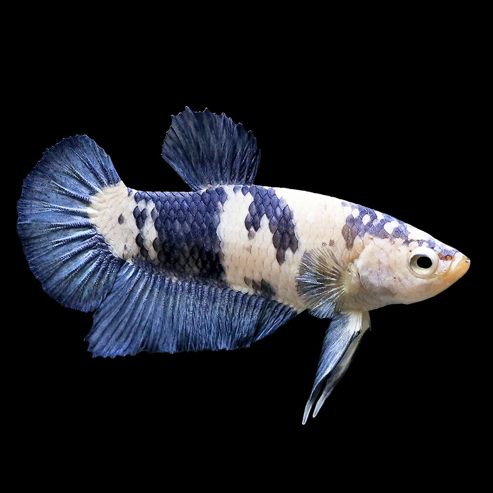 楽天市場】（熱帯魚）ベタ ハーフムーンプラカット ロイヤルブルー 
