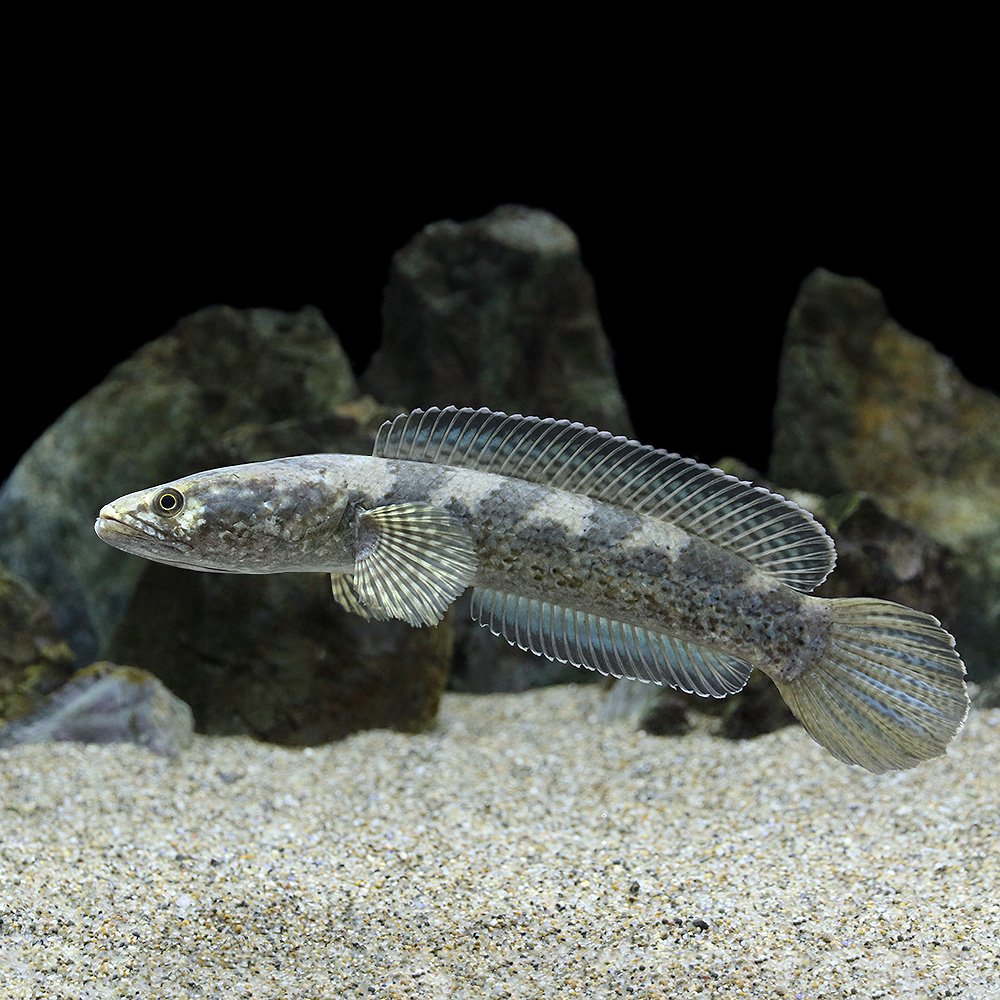 （熱帯魚）チャンナ　トルサエンシス（１匹）　北海道航空便要保温｜charm 3980 店