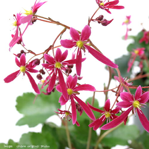 楽天市場】【4色から選べる】ダイモンジソウ(大文字草)3.5号苗（bb03