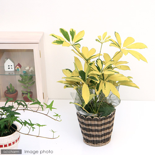 斑入り観葉植物❤︎シェフレラ ハッピーイエロー Amazon｜ITANSE シェフレラ ハッピーイエロー 4号 1個売り