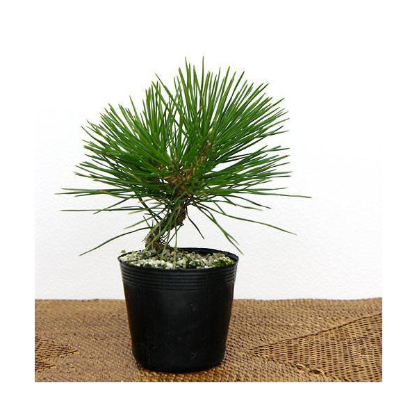 楽天市場】三河黒松(ミカワクロマツ) ねじり仕立苗木 3号鉢(g02