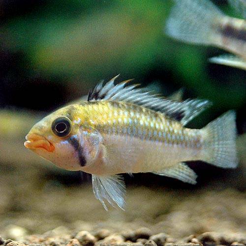 （熱帯魚）アピストグラマ・ノーベルティ（ワイルド）（１ペア）　北海道・九州航空便要保温