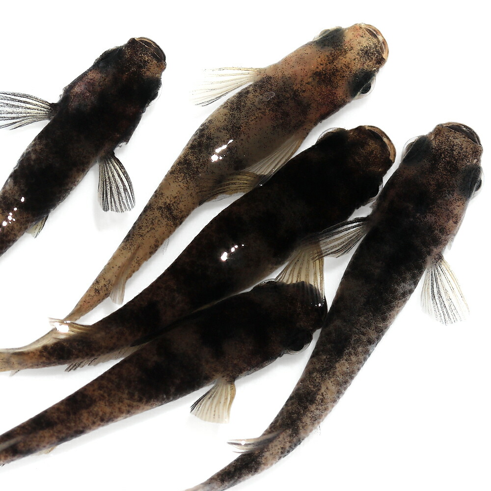 メダカの子ども様【専用】 GEX ジェックス メダカ元気 育成メッシュ 丸型 - 桜めだか