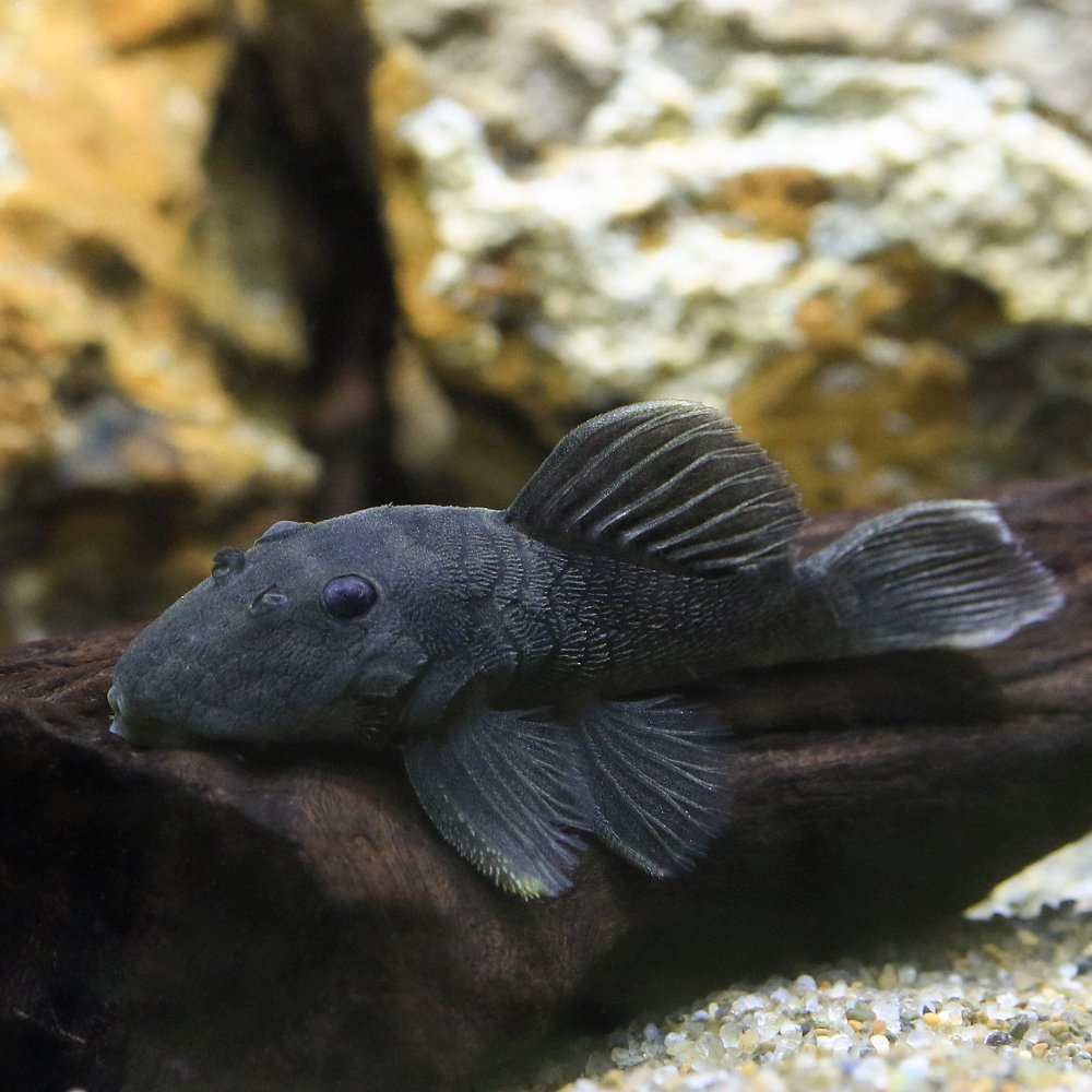 （熱帯魚）オリーブグリーンダルマ・プレコ　Ｓサイズ（ワイルド）（１匹）　北海道航空便要保温｜charm 3980 店