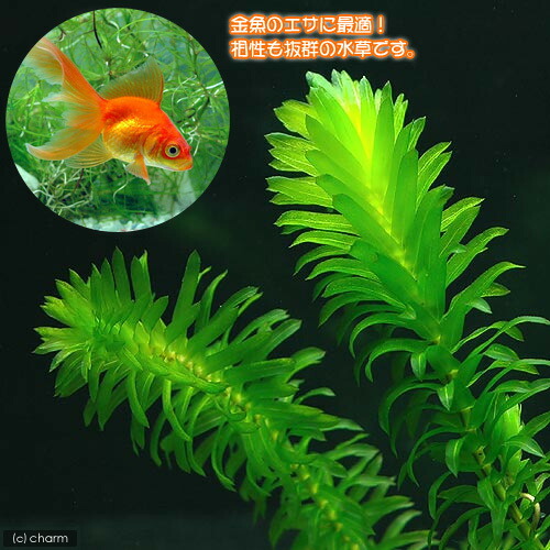 【ピコさん専用】アナカリス 水草 中型 大束 楽天市場】(水草) アナカリス 金魚 メダカ 水草 丈夫 産卵藻