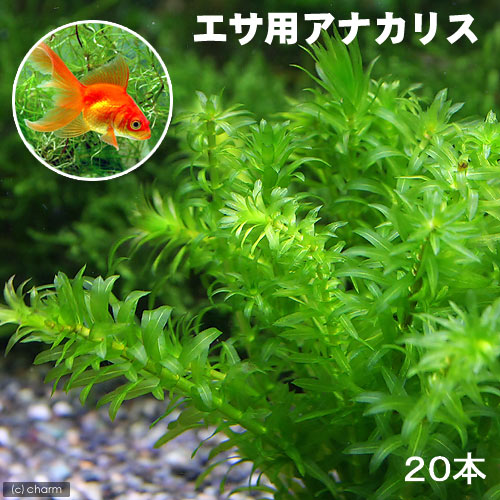 【ピコさん専用】アナカリス 水草 中型 大束 plt-ankrs_2.jpg
