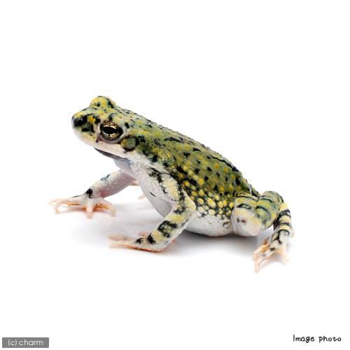 （両生類）テキサスミドリヒキガエル（アメリカミドリヒキガエル）　ＷＣ個体（１匹）　北海道・九州航空便要保温