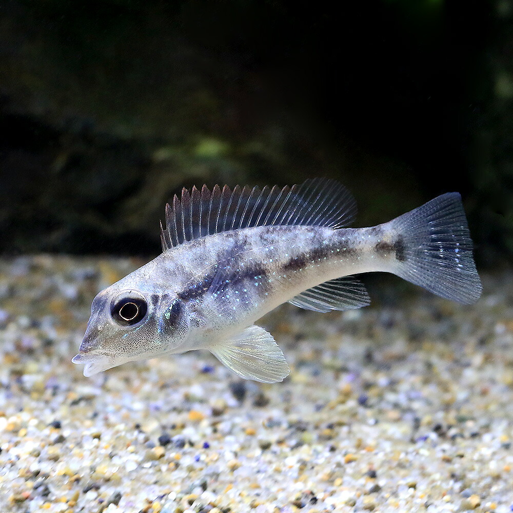 （熱帯魚）レトロクルス・ラピディフェール（ワイルド）（１匹）　北海道航空便要保温｜charm 3980 店