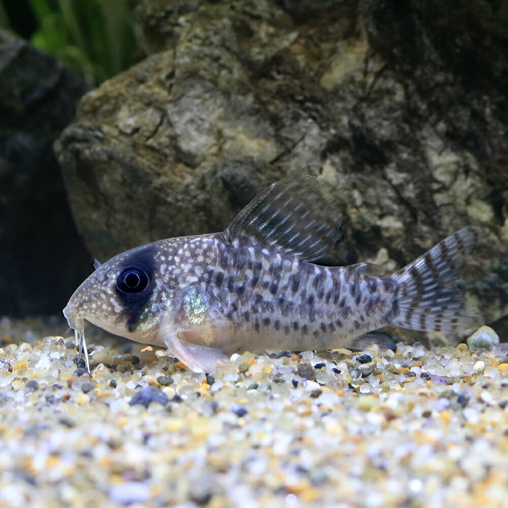（熱帯魚）コリドラス・アンチェスター　ＣＷ１５５（ブリード）（１匹）　北海道・九州航空便要保温