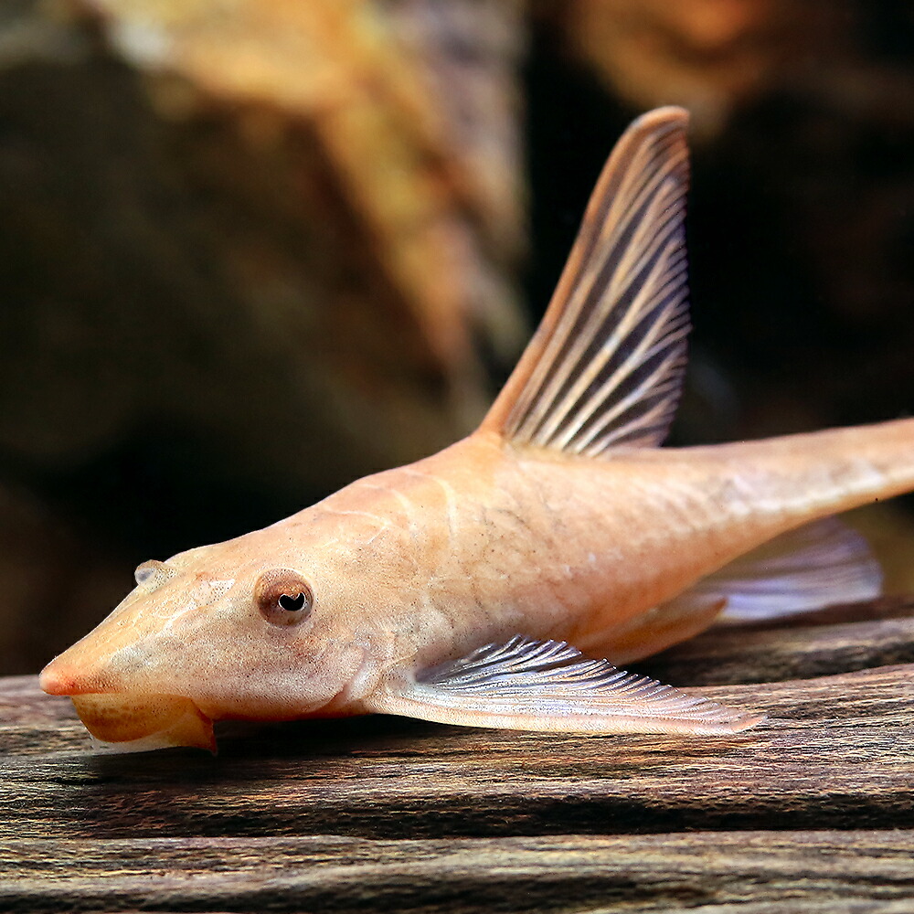 （熱帯魚）ロイヤル・ファロウェラ　アルビノ（１匹）　北海道・九州航空便要保温