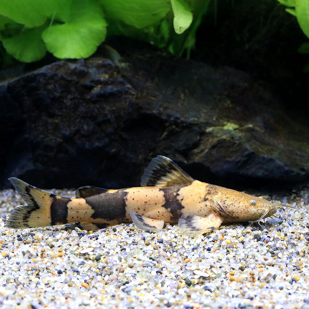（熱帯魚）ジャウーペドラ　コロンビア（ワイルド）（１匹）　北海道航空便要保温｜charm 3980 店 7,776円