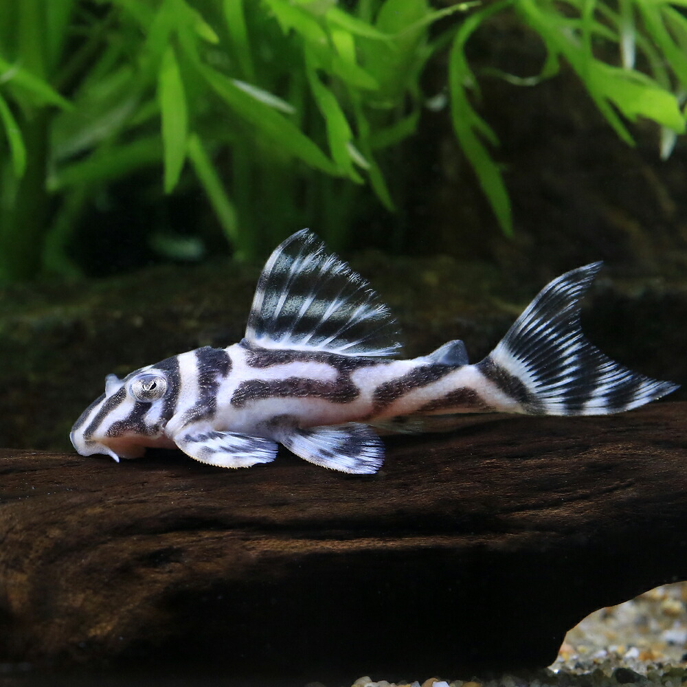 (熱帯魚)スーパーインペリアルゼブラプレコ L−173a イレギュラーバンド(ブリード)(1匹) 北海道航空便要保温|charm 3980 店