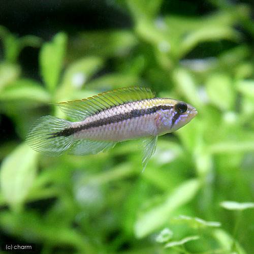 （熱帯魚）アピストグラマ・アガシジィ　アノリ（国産ブリード）（１ペア）　北海道・九州航空便要保温