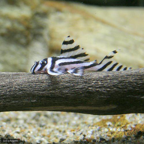 （熱帯魚）インペリアルゼブラプレコ　Ｓサイズ（３～４．５ｃｍ）（ブリード）（３匹）　北海道航空便要保温｜charm 3980 店