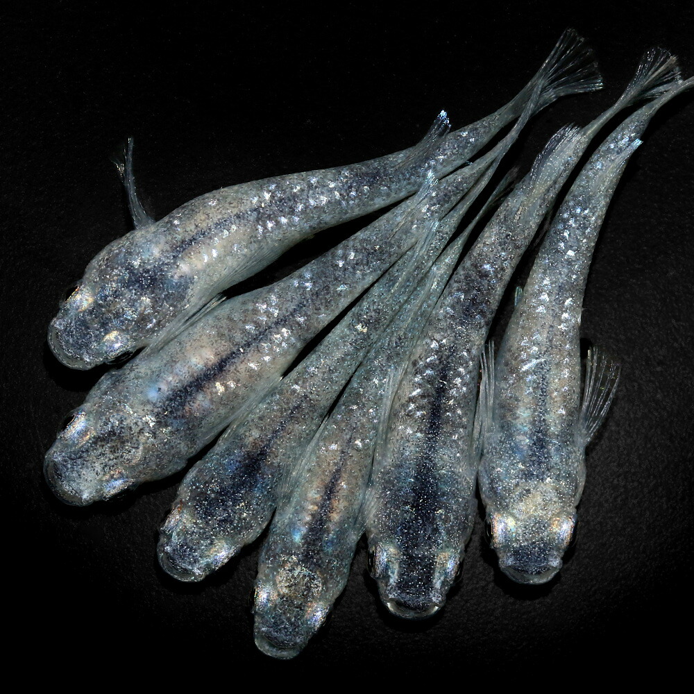 （めだか）ホワイトタイガーダイヤメダカ　メダカ屋サバンナ直系（５匹）