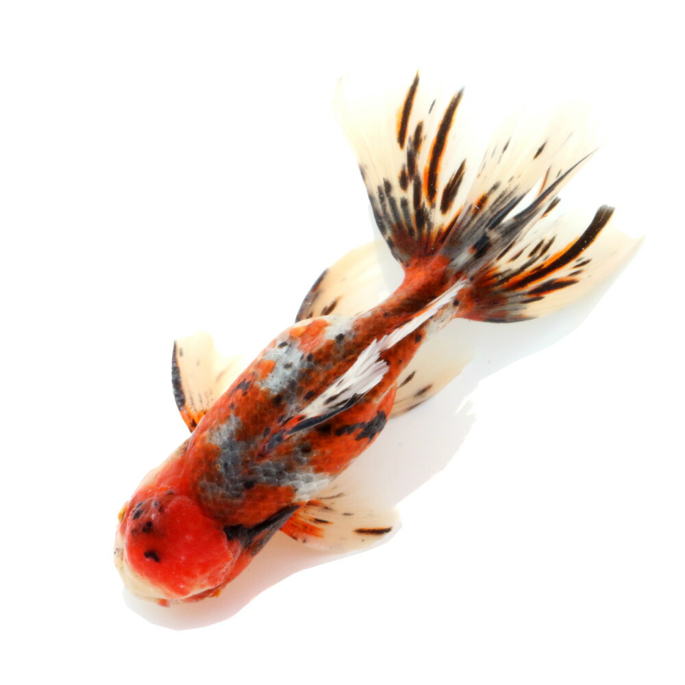 （国産金魚）一点物　東錦　薩摩産　１６ｃｍ±（１匹）