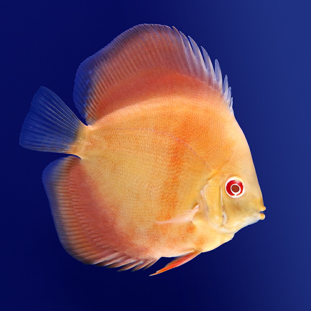 （熱帯魚）アルビノサンメラー・ディスカス（Ｍサイズ）（１匹）　北海道・九州航空便要保温 15,163円