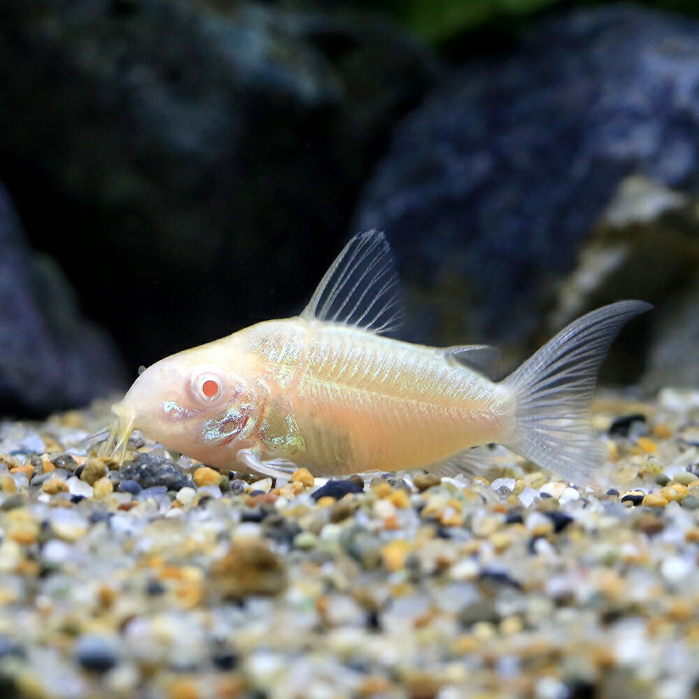 （熱帯魚）コリドラス・パンタナルエンシス　アルビノ（ブリード）（１匹）　北海道・九州航空便要保温　沖縄別途送料