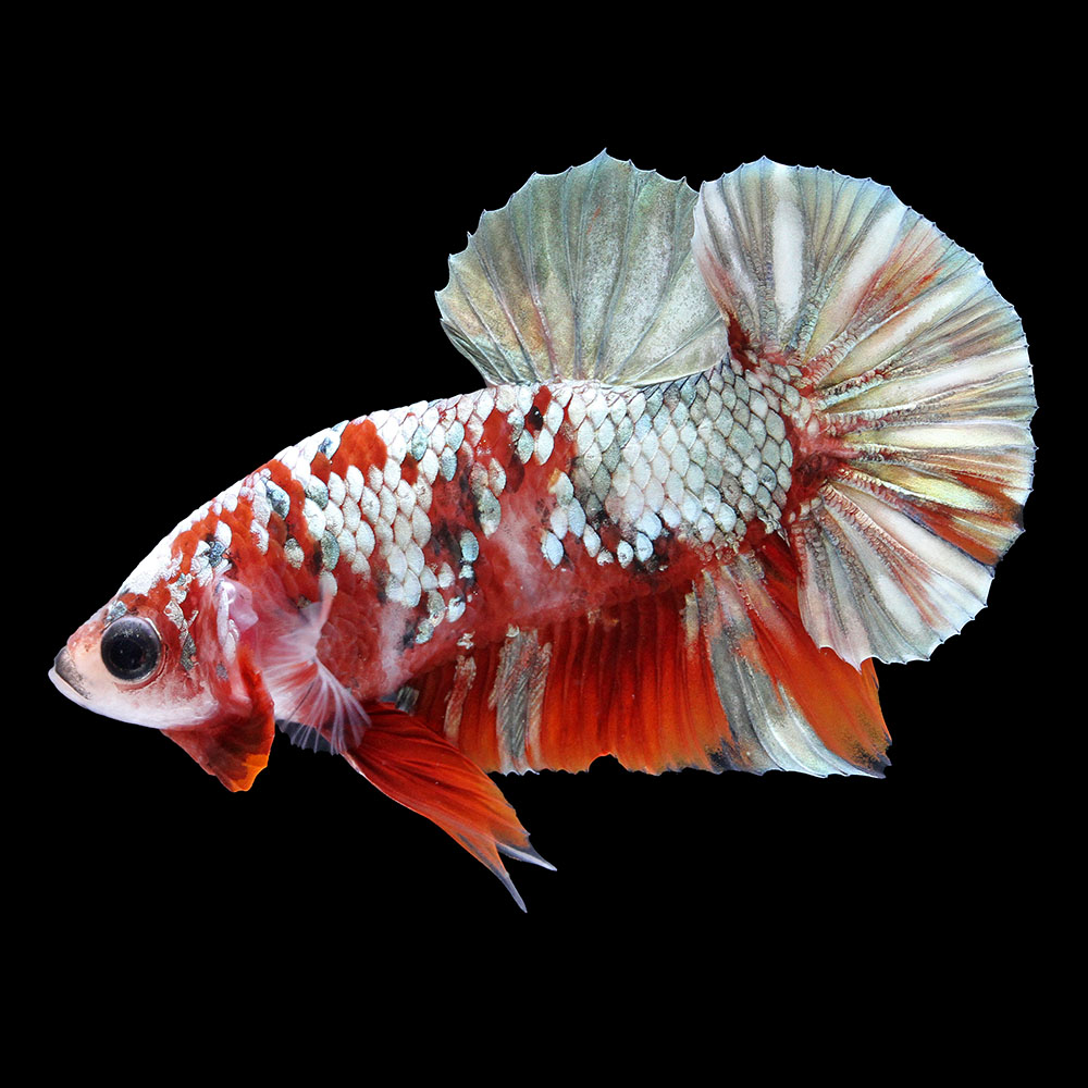 （熱帯魚）ベタ・ハーフムーンプラカット　アイアンマン（１ペア）　北海道・九州航空便要保温