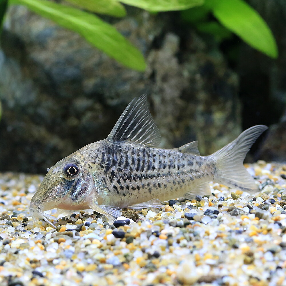(熱帯魚)コリドラスsp.ロングノーズキンチャン(ワイルド)(1匹) 北海道航空便要保温 沖縄別途送料|charm 3980 店