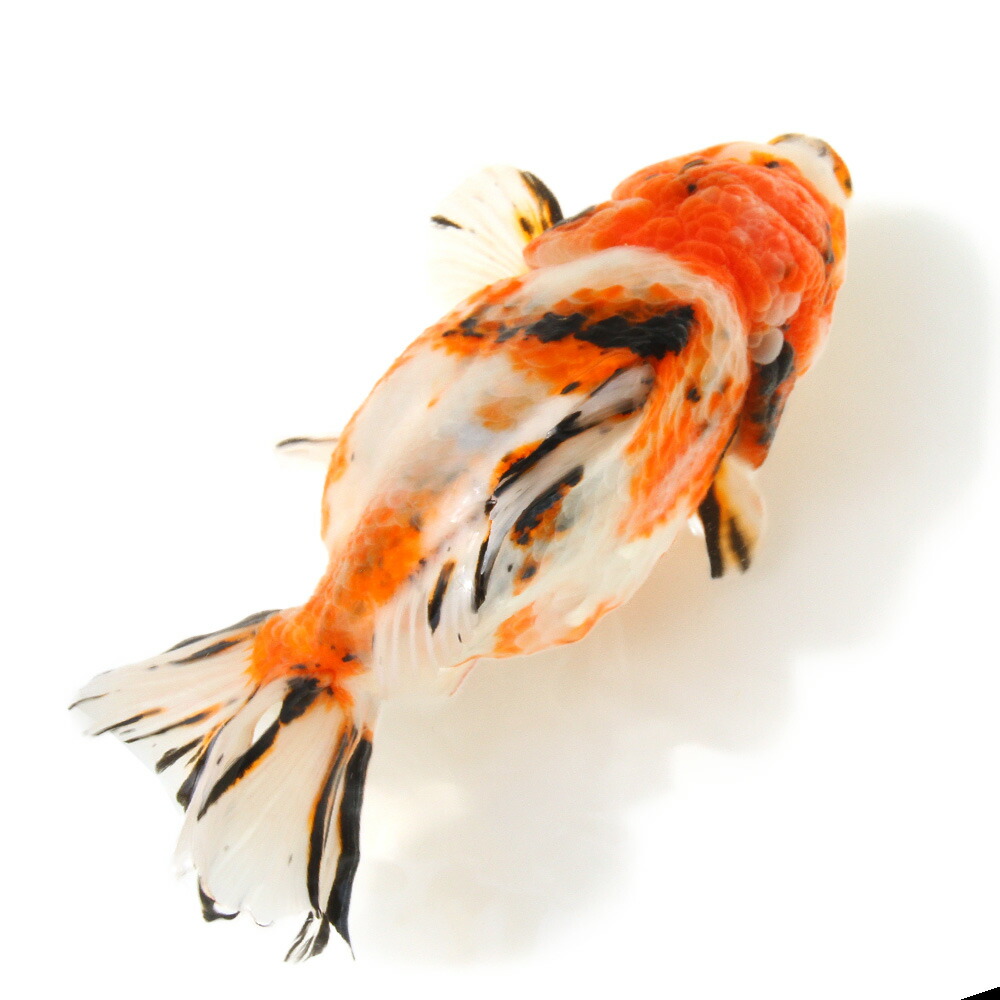 （金魚）一点物　オランダ獅子頭　ショートテール　約１９ｃｍ（中国産）（１匹）　関東当日便