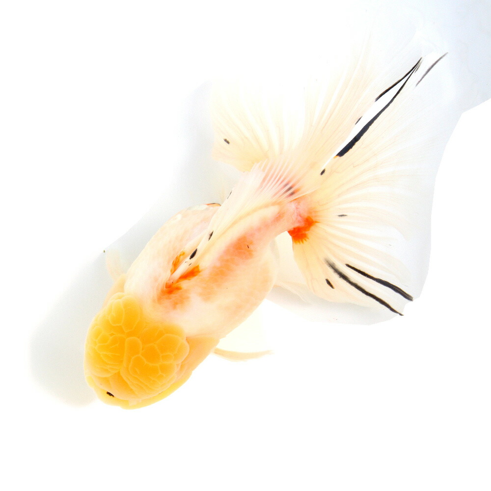 （金魚）一点物　桜東錦（外国産）１８ｃｍ±（１匹）