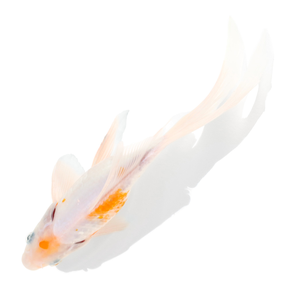 （国産金魚）一点物　黄桜和金　荻野養魚場産　２４ｃｍ±（１匹）