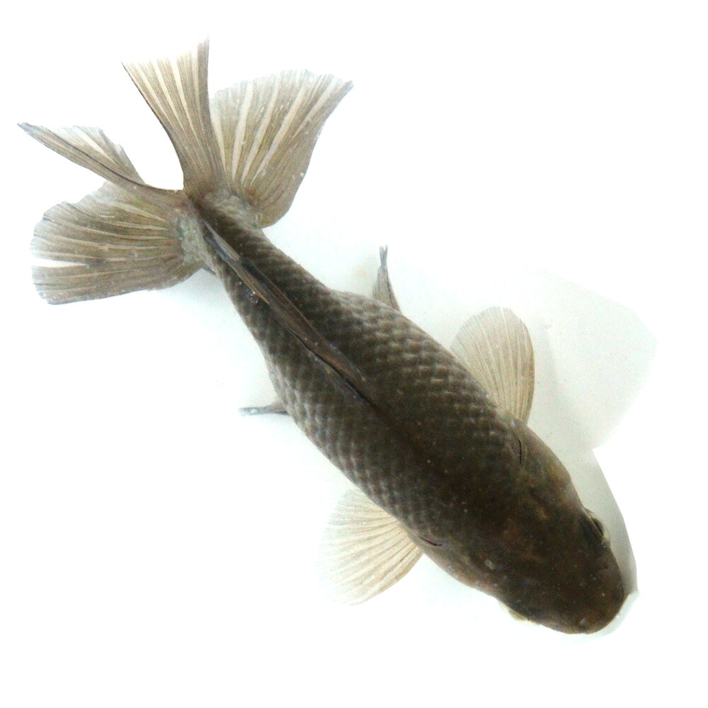 （国産金魚）一点物　江戸地金　１１ｃｍ±　志村養魚場産（１匹）　関東当日便