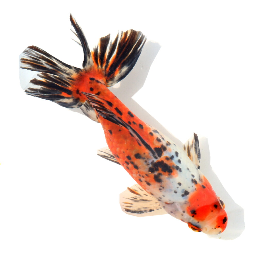 （国産金魚）一点物　江戸地金　１２ｃｍ±　志村養魚場（１匹）　関東当日便