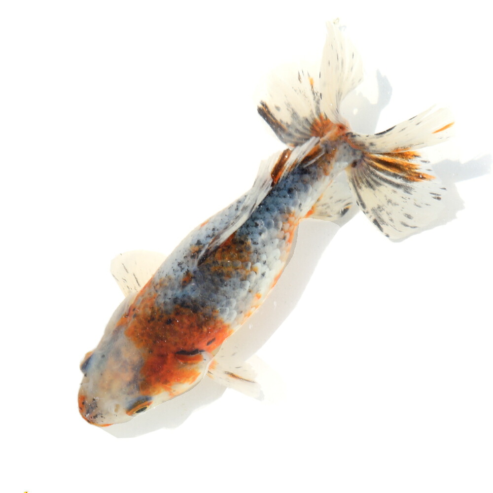 （国産金魚）一点物　江戸地金　９ｃｍ±　志村養魚場（１匹）　関東当日便