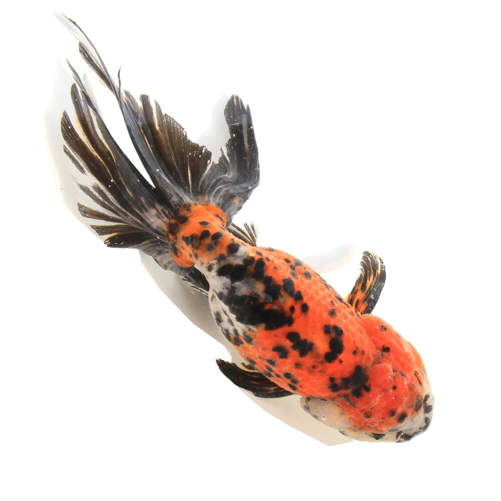 （国産金魚）一点物　京錦　志村養魚場産　１９ｃｍ±（１匹）
