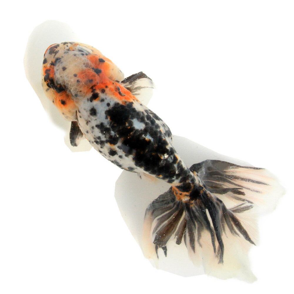 （国産金魚）一点物　京錦　志村養魚場産　１９ｃｍ±（１匹）
