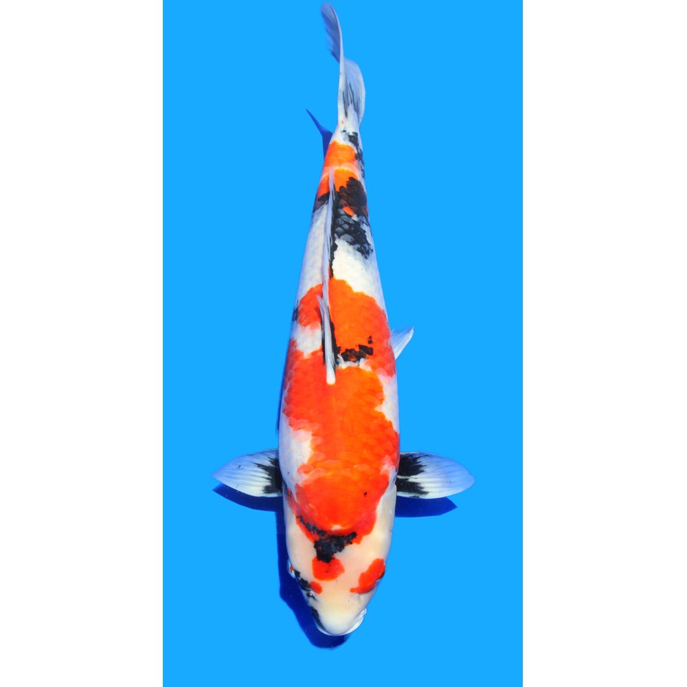(錦鯉)一点物 昭和三色 新潟県小千谷産 57cm±(1匹)|charm 3980 店