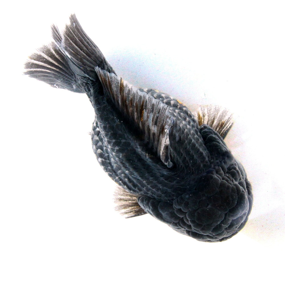 （金魚）一点物　オランダ獅子頭　ショートテール　約１２ｃｍ±（外国産）（１匹）　関東当日便