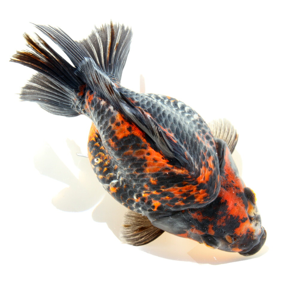（金魚）一点物　五色琉金　ショートテール　１５ｃｍ±（外国産）（１匹）