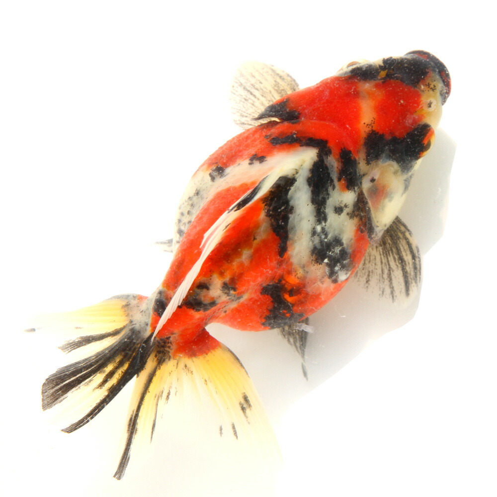 （金魚）一点物　ダルマ琉金　１１ｃｍ±　（外国産）（１匹）
