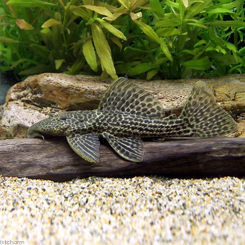 （熱帯魚）ドラゴンハイフィンレオパード・トリム　Ｍサイズ（ワイルド）（１匹）　北海道・九州航空便要保温