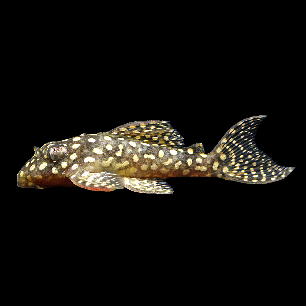 （熱帯魚）一点物　スターダスト・クラウンプレコ　Ｌ１３６ｃ（ブリード）（１匹）　北海道航空便要保温｜charm 3980 店