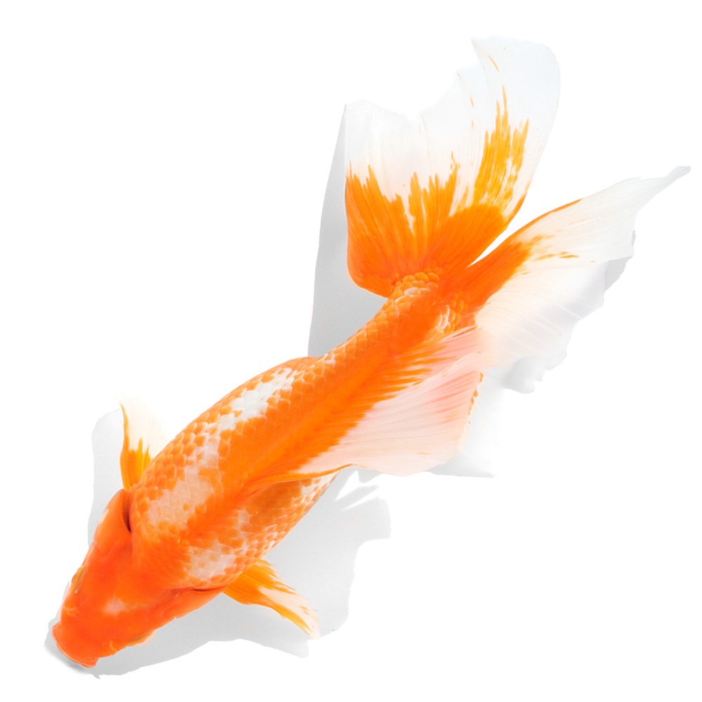 （国産金魚）一点物　東海錦　２１ｃｍ±（１匹）